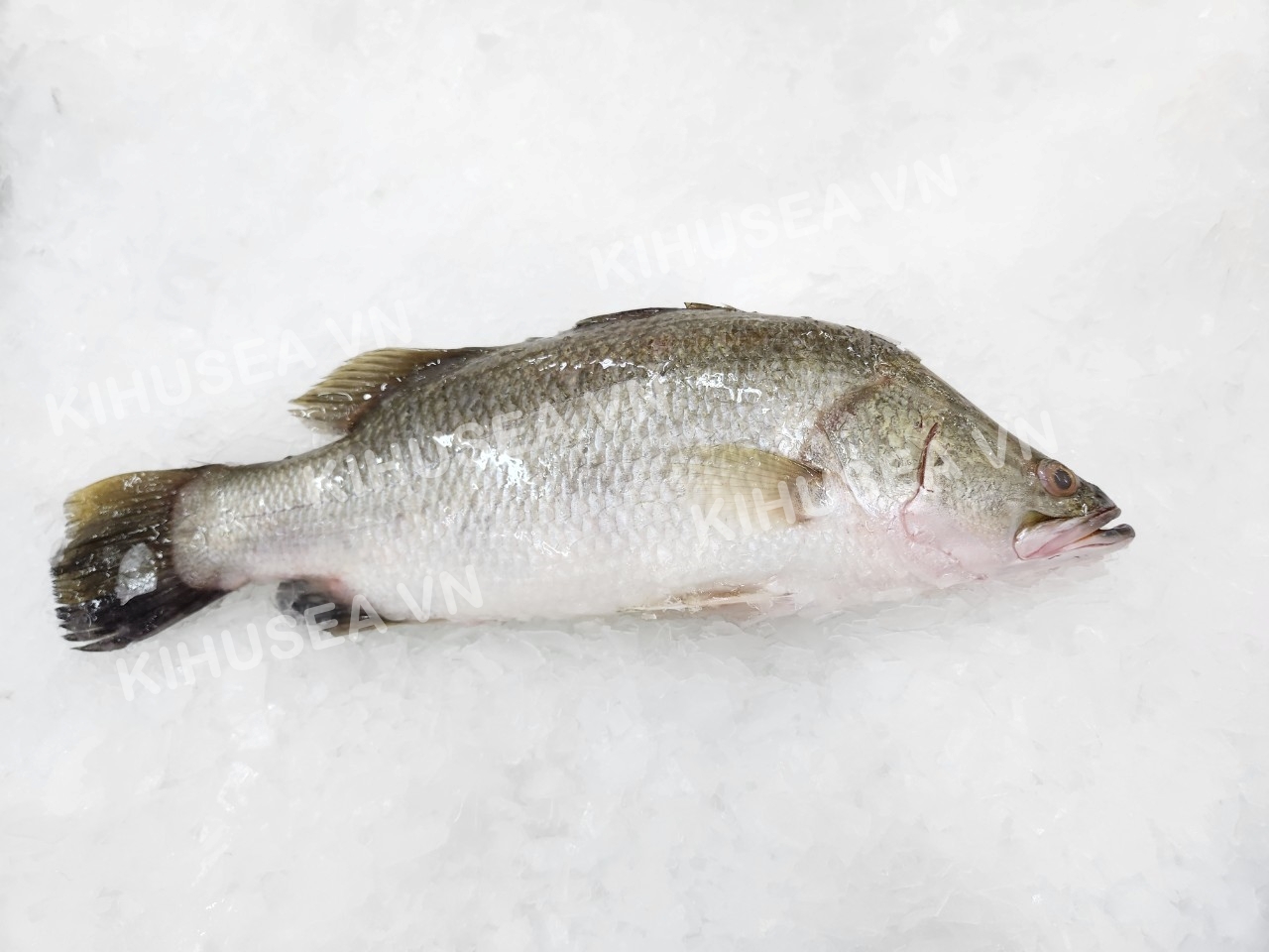 FROZEN  BARAMUNDI WHOLE CLEANED